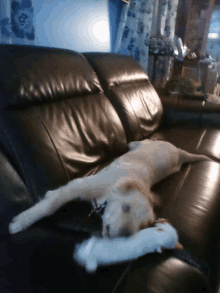 a dog laying on a black leather couch with a stuffed animal in its mouth