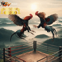 two roosters are fighting in a boxing ring with the words museum bola