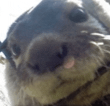 a close up of a cat 's nose with a pink tongue sticking out