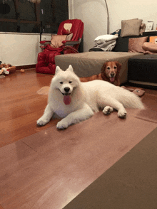 a white dog is laying on a wooden floor next to a brown dog