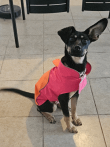 a black and brown dog wearing a pink jacket