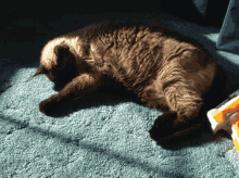 a cat laying on a blue carpet with a toy in the background