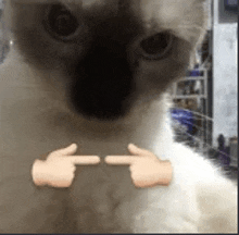 a close up of a cat 's face with two hands pointing at it .