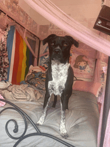 a black and white dog standing on a bed with a hello kitty poster on the wall behind it