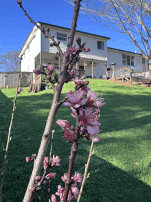 a tree branch with purple flowers in front of a house