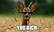 a deer wearing sunglasses with the words you bich below it