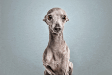 a small grey dog is looking at the camera with a serious look on its face