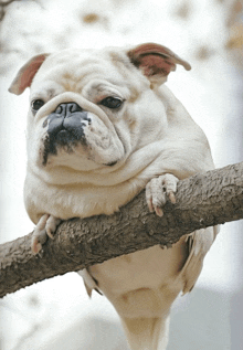 a white bulldog hanging on a tree branch