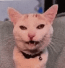 a close up of a cat sitting on a couch making a funny face .