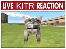 a picture of a cat with the words live kitr reaction on it