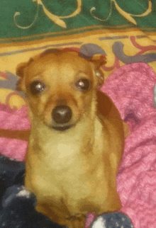 a small brown dog laying on a pink blanket looking at the camera