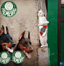 a picture of two dogs and a cat with the logos for palmeiras and erd