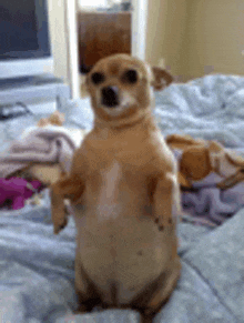 a dog is standing on its hind legs on a bed .