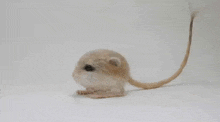 a small desert rat with a long tail is sitting on a white surface .