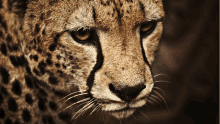 a close up of a cheetah 's face with a black spot on its nose