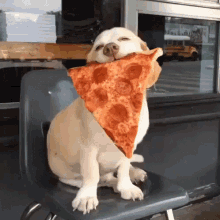 a dog is sitting on a chair with a slice of pepperoni pizza on its neck