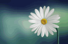 a white flower with a yellow center is against a blue background