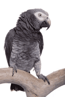 a gray parrot perched on a tree branch with its tongue out .