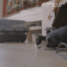 a black and white cat is laying on the floor next to a black crate that says sekretne zycie kotow on it