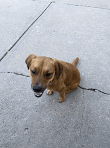 a small brown dog is sitting on a sidewalk with its mouth open