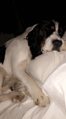 a black and white dog is laying on a white pillow