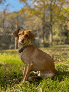 a small brown and white dog wearing a collar sitting in the grass