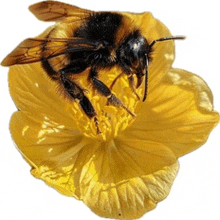 a bee is sitting on a yellow flower with a white background