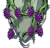 a bunch of grapes are growing on a vine