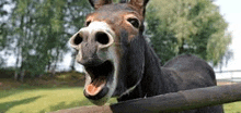 a donkey with its mouth open standing next to a wooden fence .