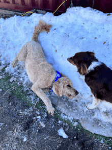 two dogs are playing in the snow with one wearing a blue collar that says ' i love you '