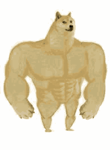 a doge with muscles is standing on a white background and looking at the camera .