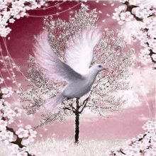 a white pigeon is flying in front of a cherry blossom tree .