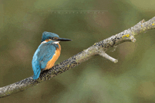 a blue and orange bird perched on a branch with jamesephoto.com written on the bottom right