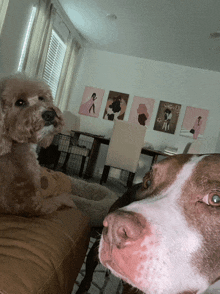 two dogs are looking at the camera in a living room with paintings on the wall