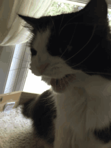 a black and white cat is sitting in front of a window with its mouth open