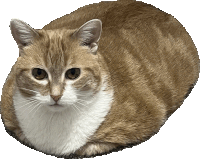 a brown and white cat looking at the camera with a white background