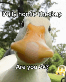 a picture of a duck with a caption that says daily homie checkup are you ok