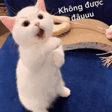 a white cat is standing on its hind legs and playing with a cat toy .