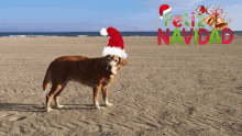 a dog wearing a santa hat on the beach with feliz navidad written on the bottom