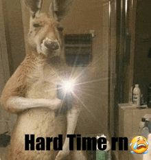 a kangaroo taking a selfie in front of a mirror with the words hard time rn written below it