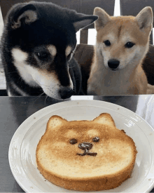 two dogs looking at a slice of toast that looks like a dog