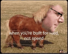 a picture of a pony with a man 's face on it and the caption when you 're built for reed