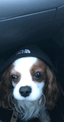 a brown and white dog wearing a black hat with the north face on it