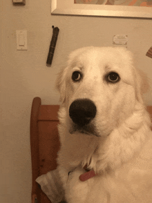 a white dog sitting on a wooden bench with a light switch in the background