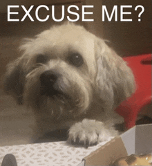 a dog is laying on a box with the words excuse me written above it