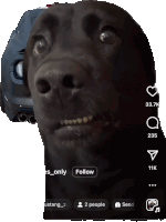 a black dog with a car in the background and a follow button on the bottom