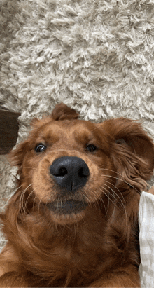 a close up of a brown dog laying on a white rug