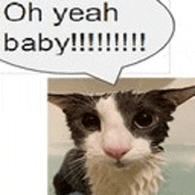 a black and white cat with a speech bubble saying oh yeah baby .