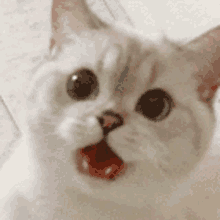 a close up of a white cat with its mouth open and looking at the camera .