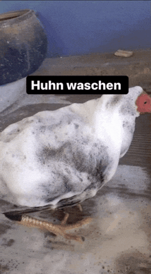 a white chicken with a black sign that says huhn waschen